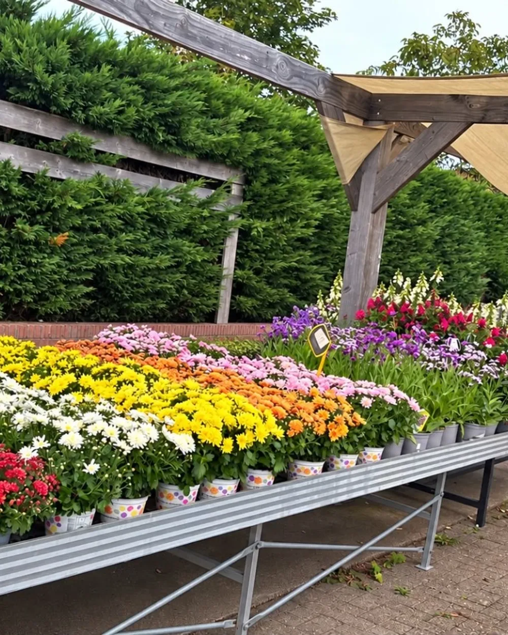 De buitentafels vol chrysanten en margrieten in geel, rood, oranje en roze