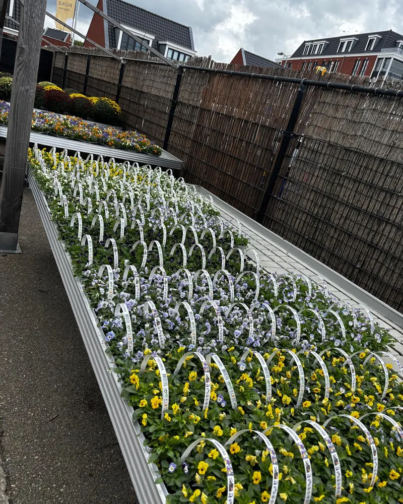 Tuin