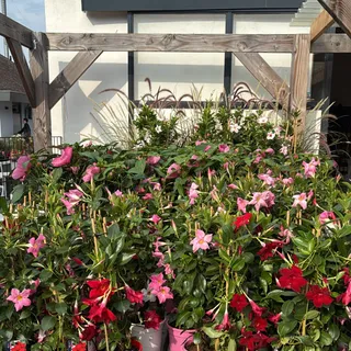 Mandevilla